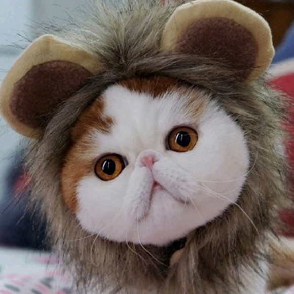 Lion hat for small pets - Picture 1 of 4